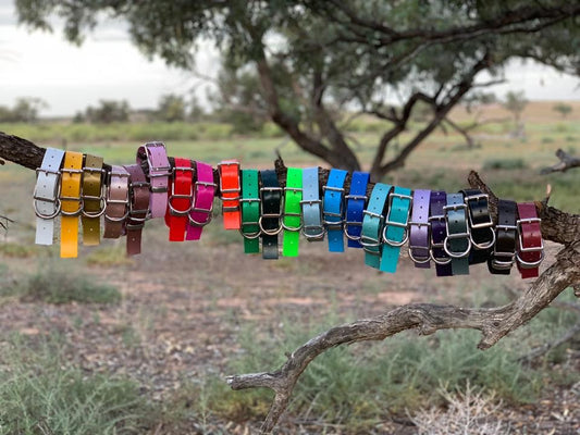 The Bossmate – 32mm PVC Dog Collar