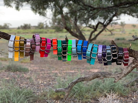 The Big Fella - 32mm XL PVC Dog Collar
